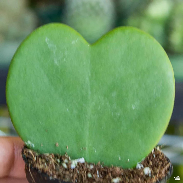 Hoya Heart