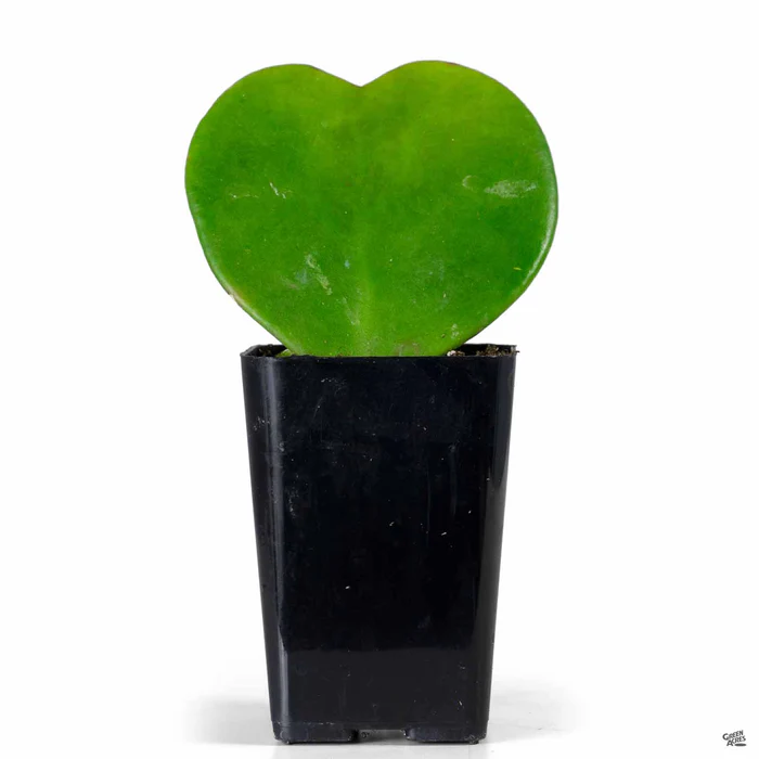 Hoya Heart