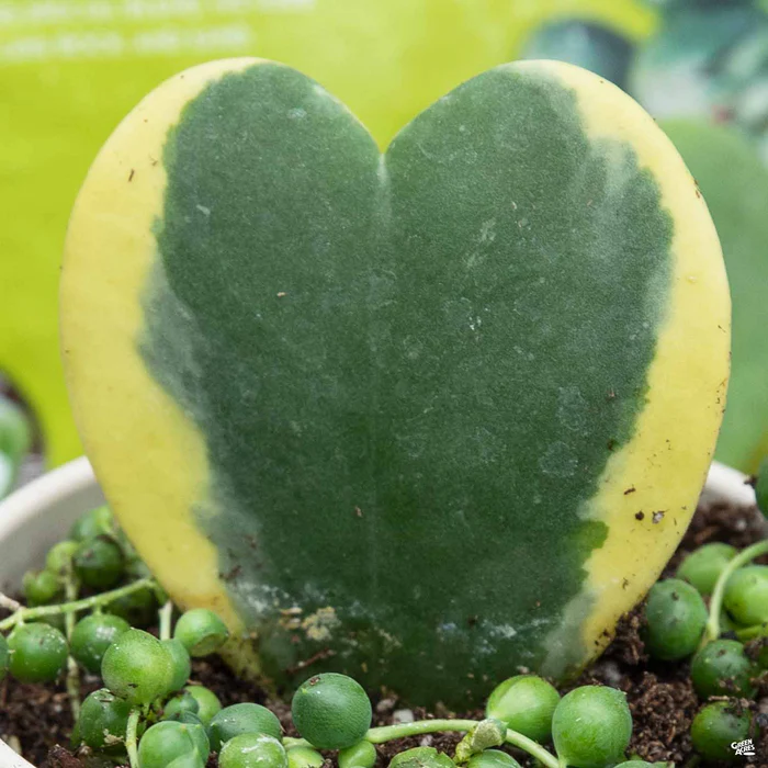 3851-variegated-hoya-heart-1.webp Variegated Hoya Heart