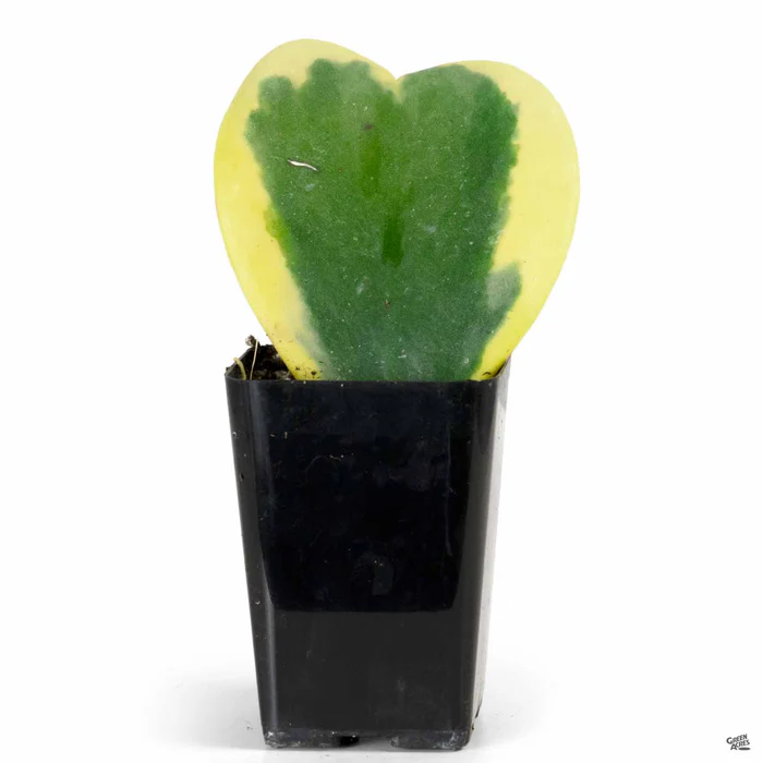 Variegated Hoya Heart