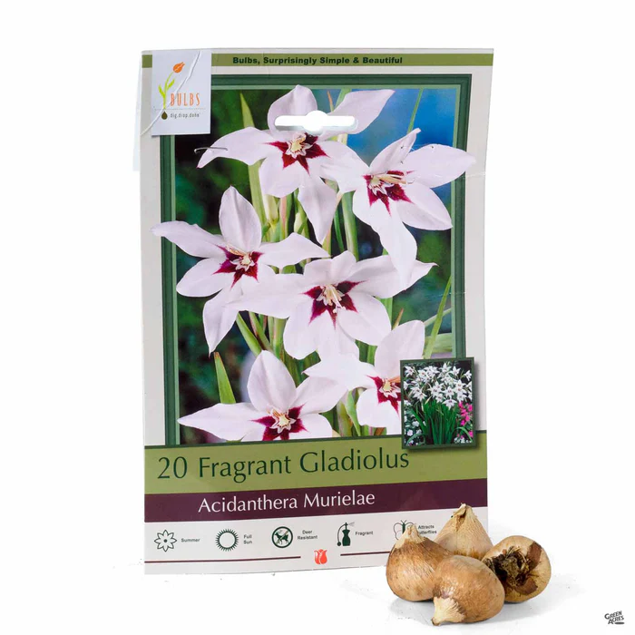 3852-fragrant-gladiolus-1.webp Fragrant Gladiolus