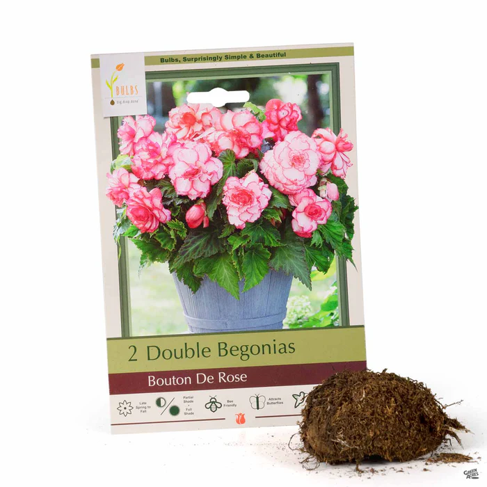 Begonia Double 'Bouton de Rose'