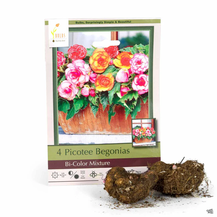 Begonia Picotee 'Bi Color Mixture'