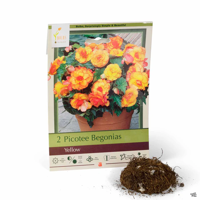 Begonia Picotee 'Yellow'