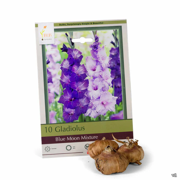 Gladiolus 'Blue Moon Mixture'