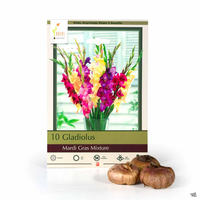 Gladiolus 'Mardi Gras Mixture'