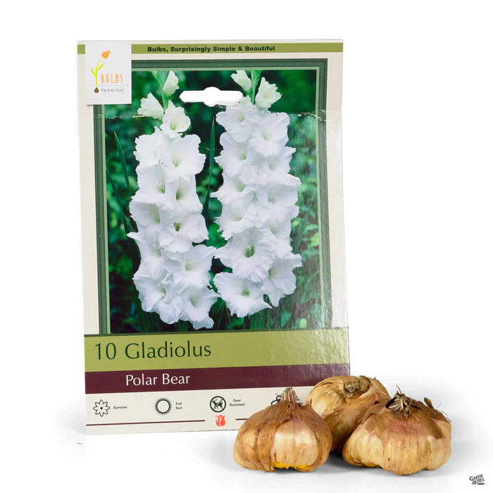 Gladiolus 'Polar Bear'