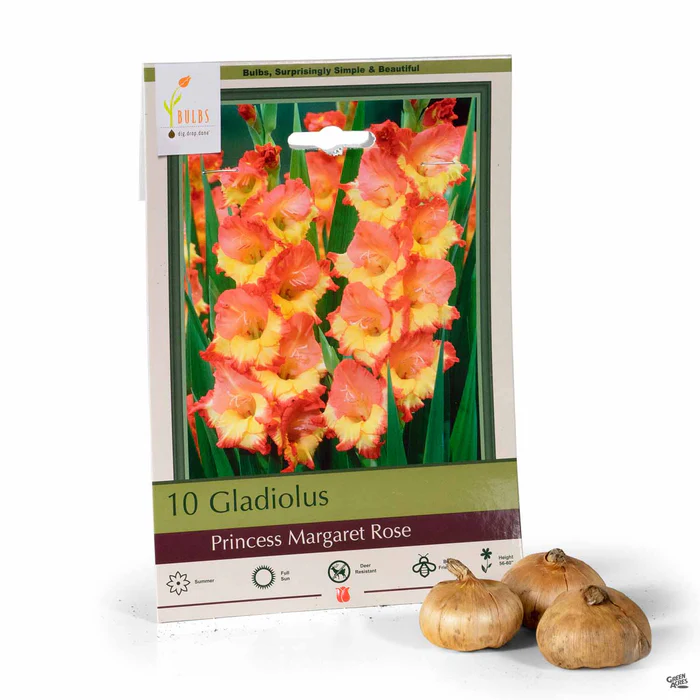 Gladiolus 'Princess Margaret Rose'