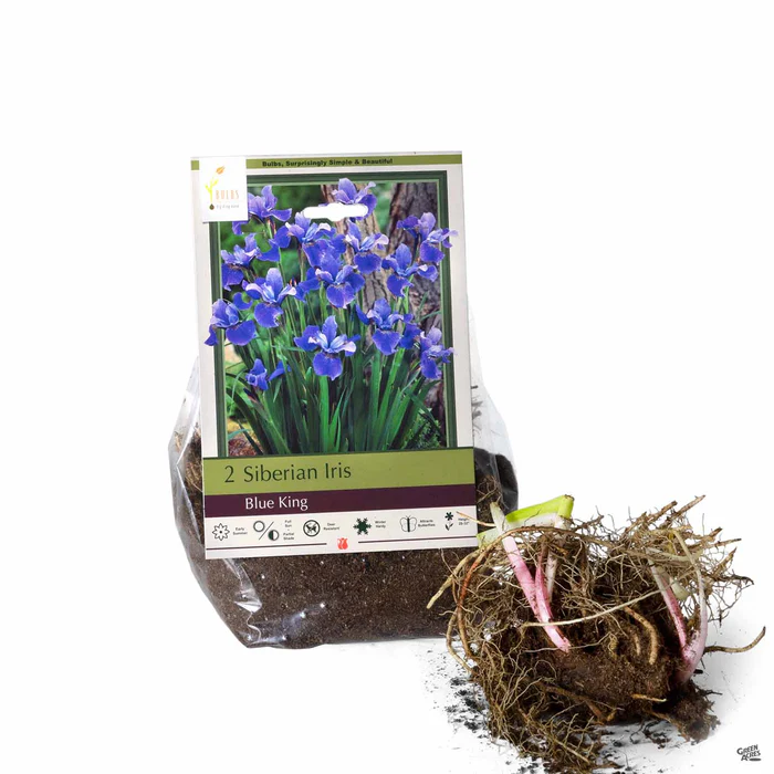 Siberian Iris 'Blue King'
