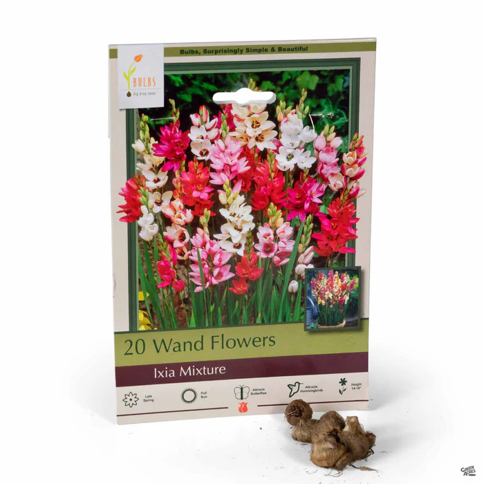 3865-wand-flower-mixture-1.webp Wand Flower 'Mixture'