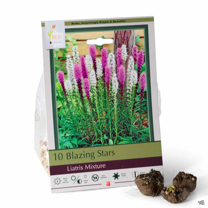 Liatris (Blazing Star) 'Mixture'