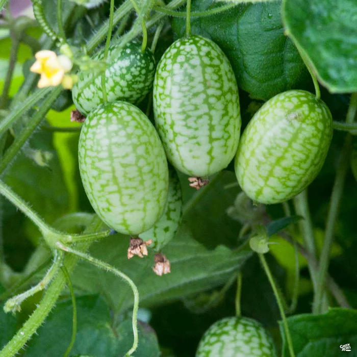3867-cucamelon-1.webp Cucamelon