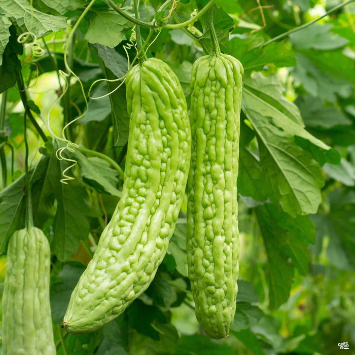 3868-bitter-melon-2.webp Bitter Melon