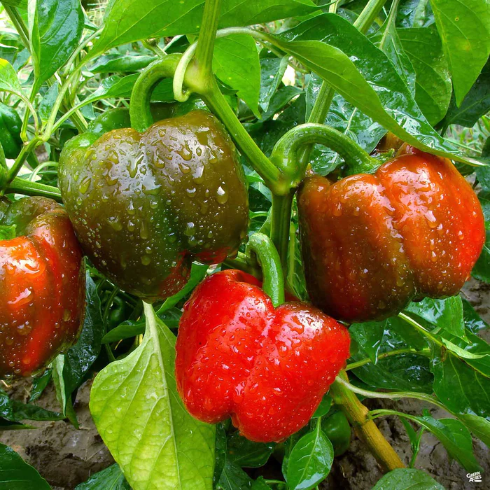 3869-pepper-snackabelle-red-1.webp Pepper 'Snackabelle Red'