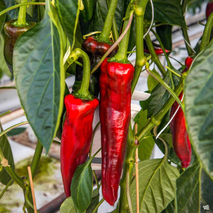Pepper 'Marconi'