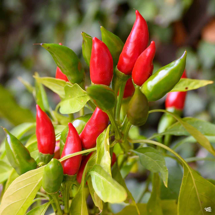 Pepper 'Calabrian Chile'