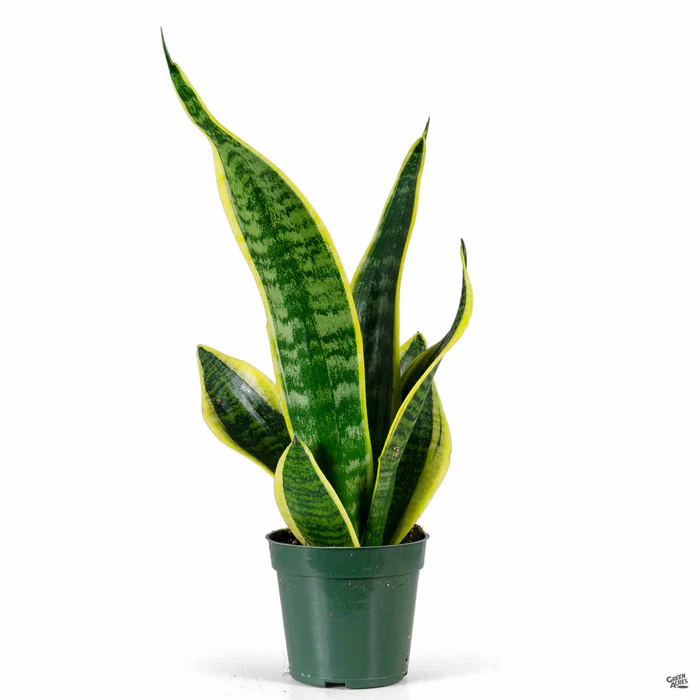 Snake Plant 'Futura Superba'