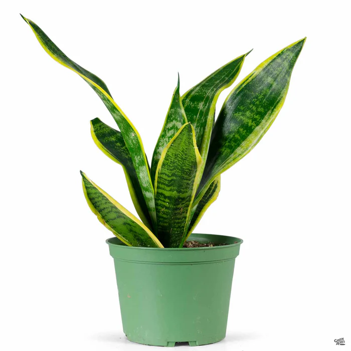 Snake Plant 'Futura Superba'