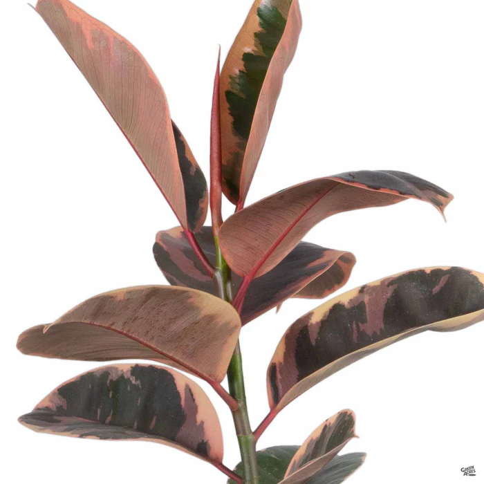 3878-rubber-plant-ruby-1.webp Rubber Plant 'Ruby'