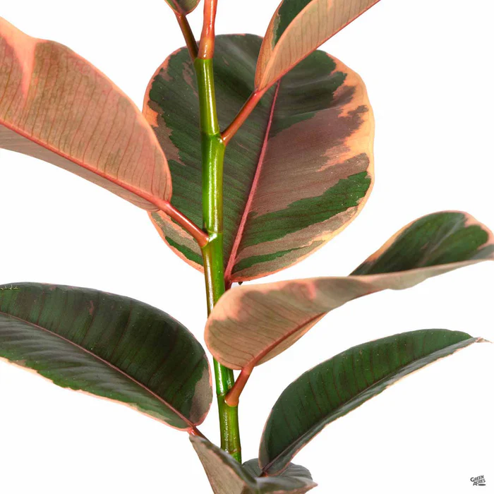 3878-rubber-plant-ruby-2.webp Rubber Plant 'Ruby'