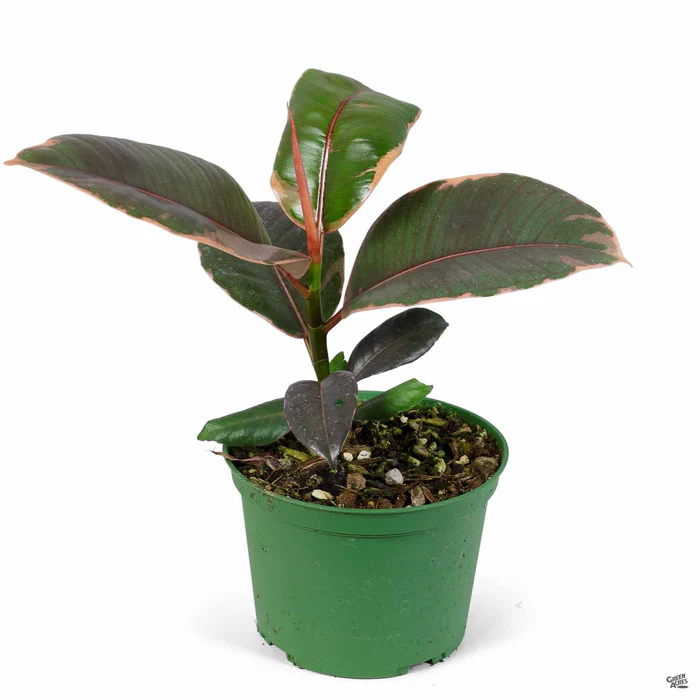 3878-rubber-plant-ruby-3.webp Rubber Plant 'Ruby'