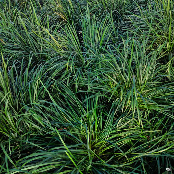 3882-mondo-grass-1.webp Mondo Grass