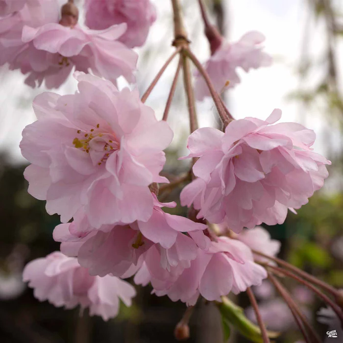 Double Weeping Cherry