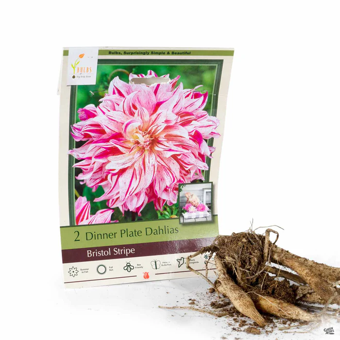 Dahlia ‘Bristol Stripe’, Dinnerplate