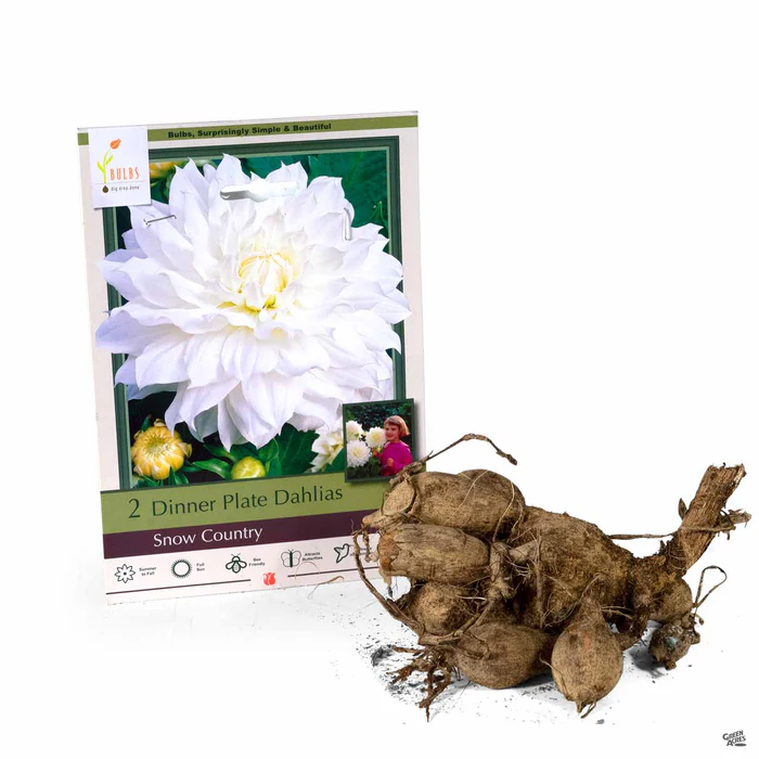 Dahlia ‘Snow Country’, Dinnerplate