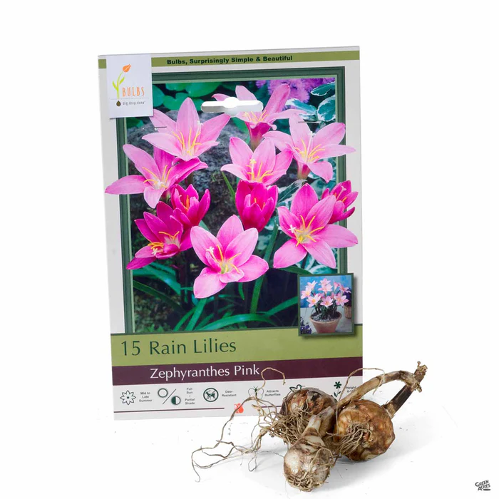 3886-rain-lily-pink-1.webp Rain Lily 'Pink'