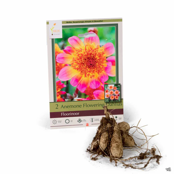 3887-dahlia-floorinoor-anemone-1.webp Dahlia ‘Floorinoor’, Anemone