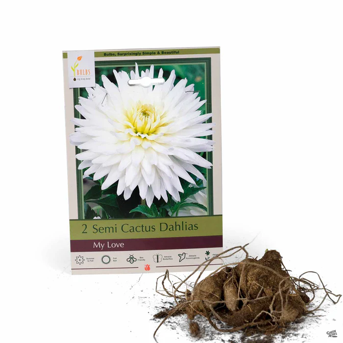 3888-dahlia-my-love-cactus-1.webp Dahlia ‘My Love’, Cactus