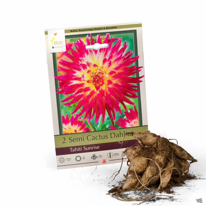 Dahlia ‘Tahiti Sunrise’, Cactus