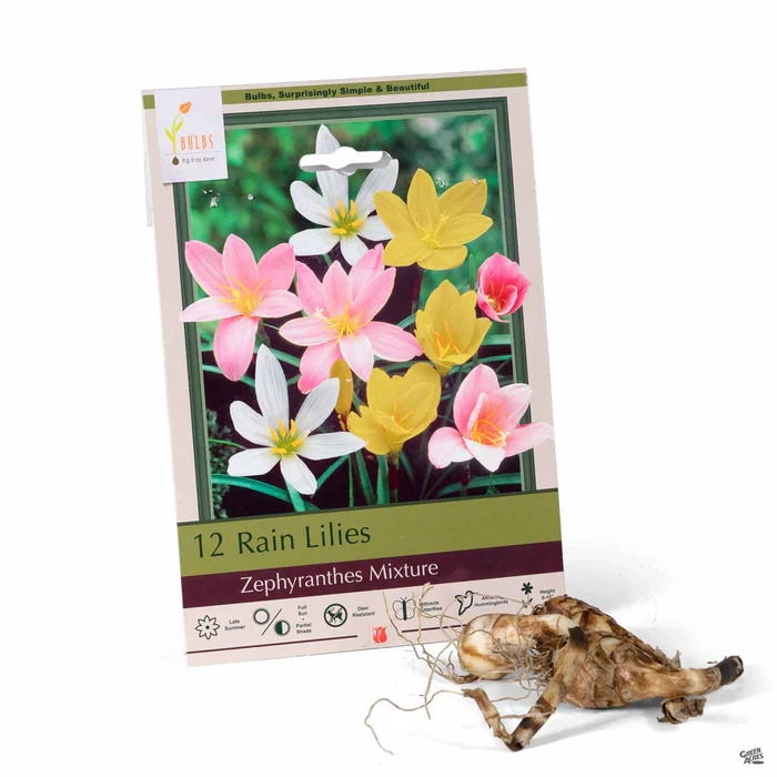 3890-rain-lily-mixture-1.webp Rain Lily 'Mixture'