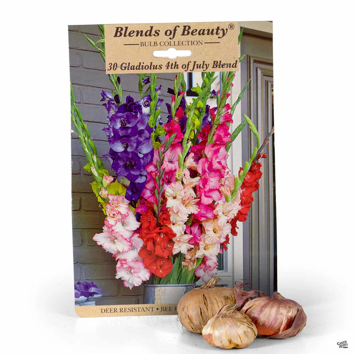Gladiolus '4th of July Blend'