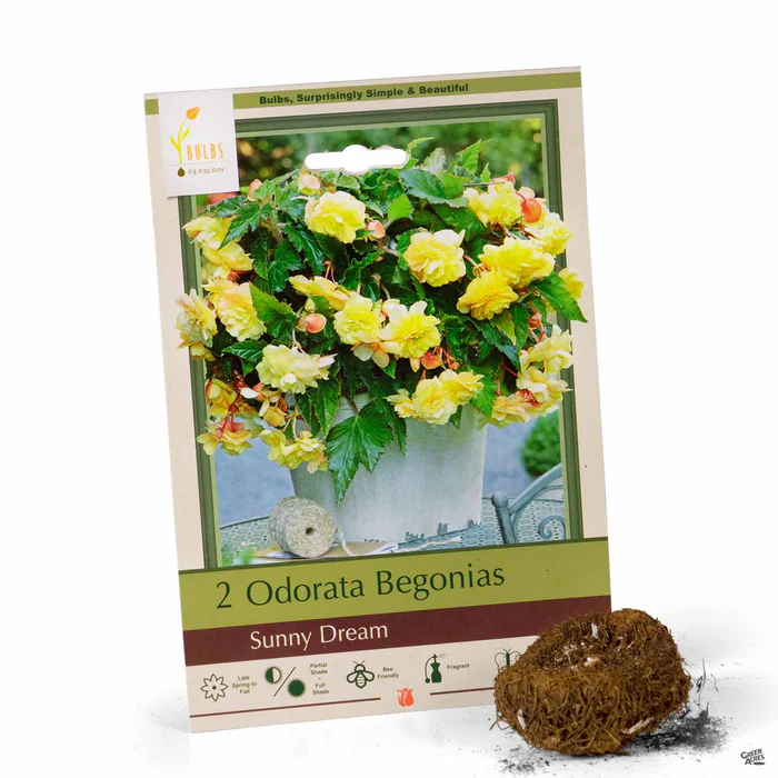 Begonia Hanging Basket Odorata 'Sunny Dream'