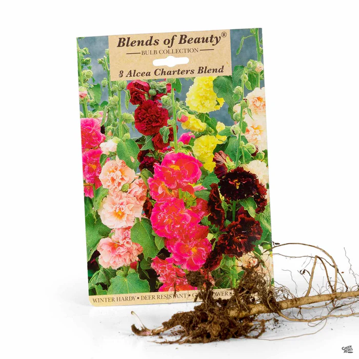 3895-hollyhock-charters-blend-1.webp Hollyhock 'Charters Blend'