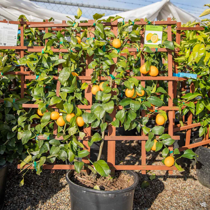 Lemon 'Improved Meyer' Espalier, Semi-Dwarf