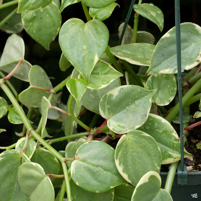 3897-peperomia-variegata-1.webp Peperomia 'Variegata'
