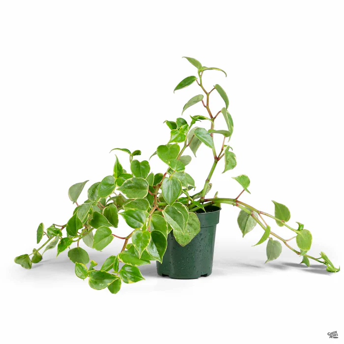 3897-peperomia-variegata-2.webp Peperomia 'Variegata'