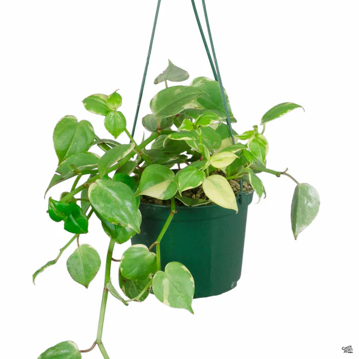 3897-peperomia-variegata-3.webp Peperomia 'Variegata'