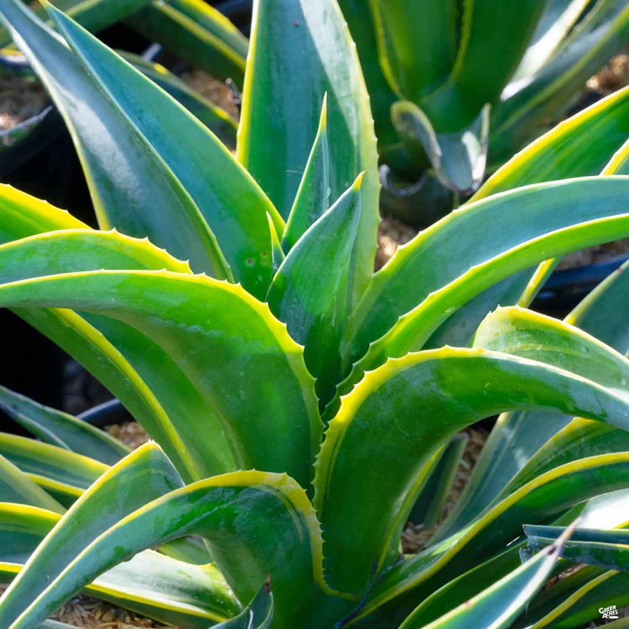3900-variegated-smooth-agave-1.webp Variegated Smooth Agave