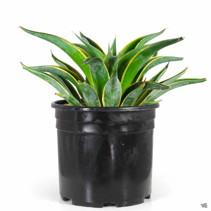 3900-variegated-smooth-agave-2.webp Variegated Smooth Agave