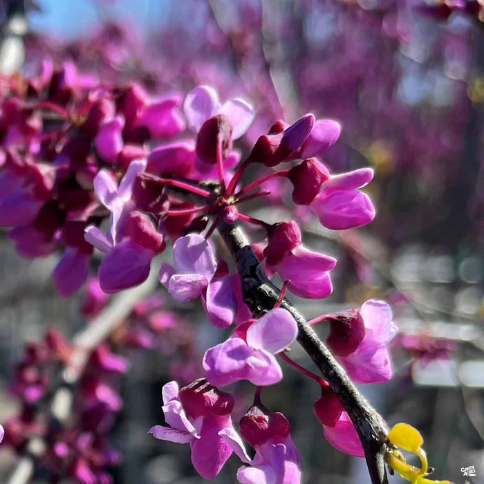 3901-traveller-weeping-redbud-1.webp Traveller Weeping Redbud