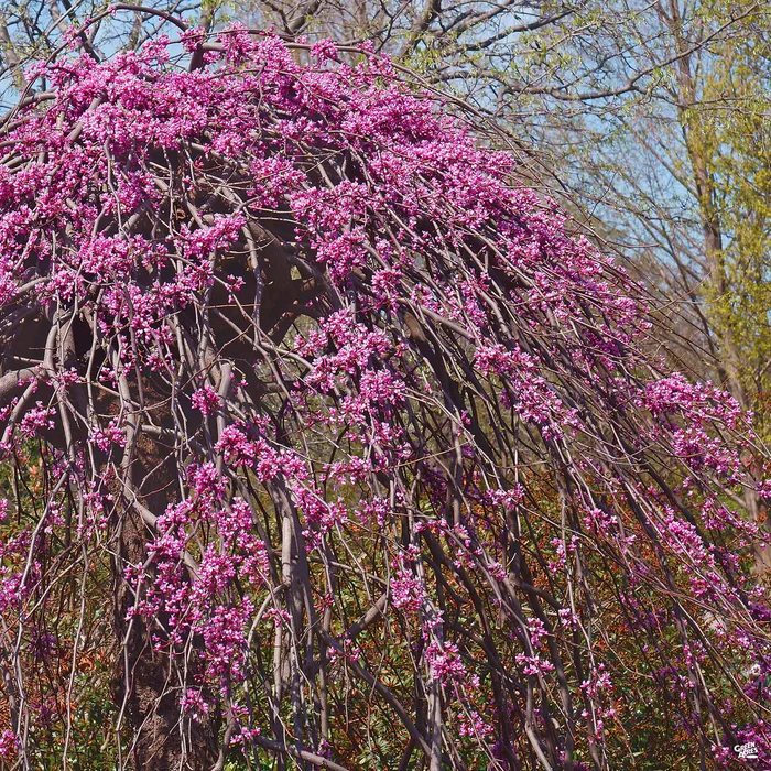 3901-traveller-weeping-redbud-3.webp Traveller Weeping Redbud