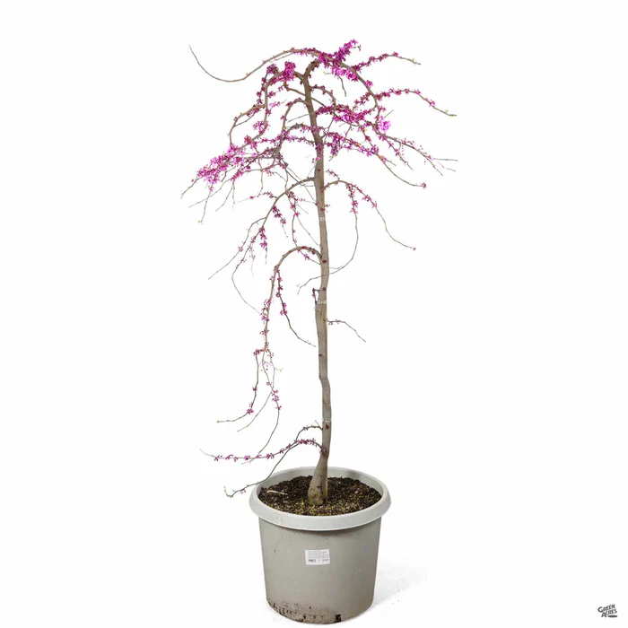 3901-traveller-weeping-redbud-4.webp Traveller Weeping Redbud
