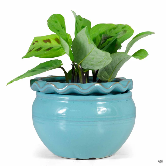 Pie Rim Self-Watering Pot
