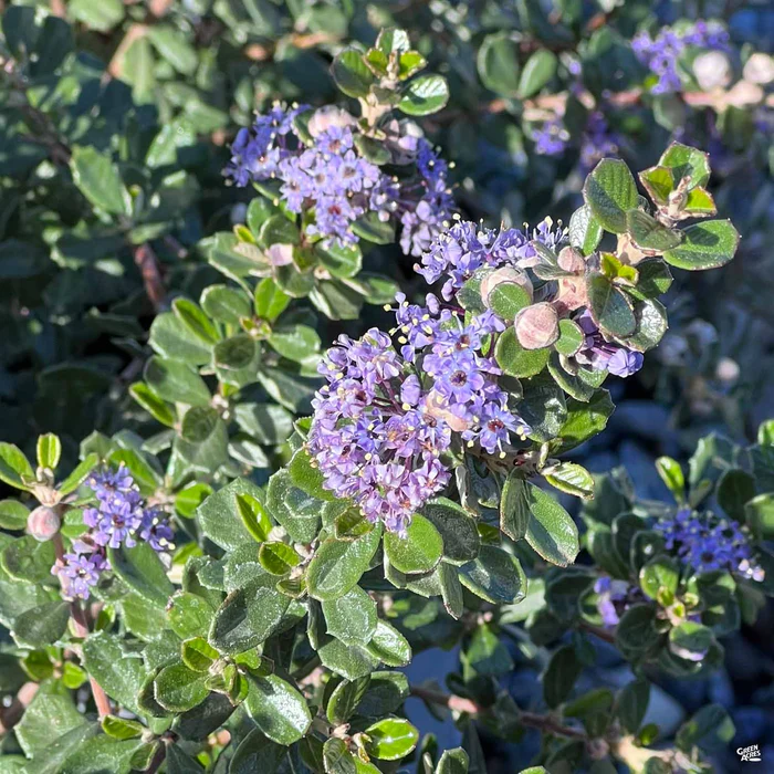 Wild Lilac 'Valley Violet'