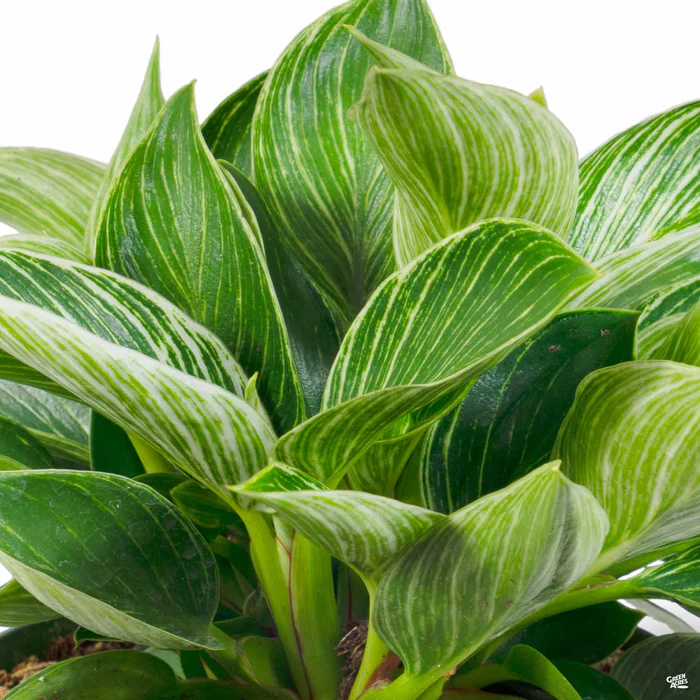 3924-philodendron-birkin-1.webp Philodendron 'Birkin'