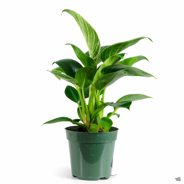 3924-philodendron-birkin-2.webp Philodendron 'Birkin'